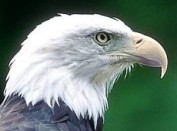 US Wappentier Bald Eagle
                                    (Weißkopf-Seeadler)